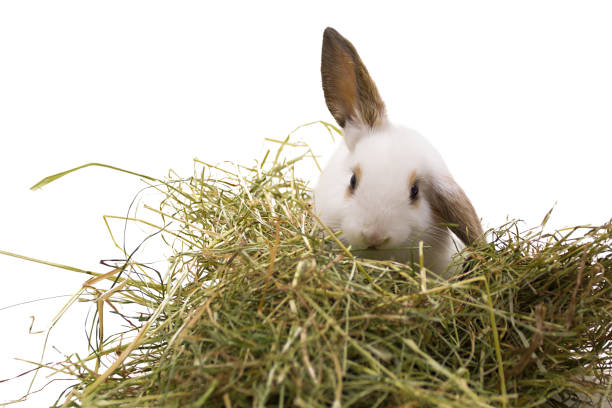 lapin qui mange